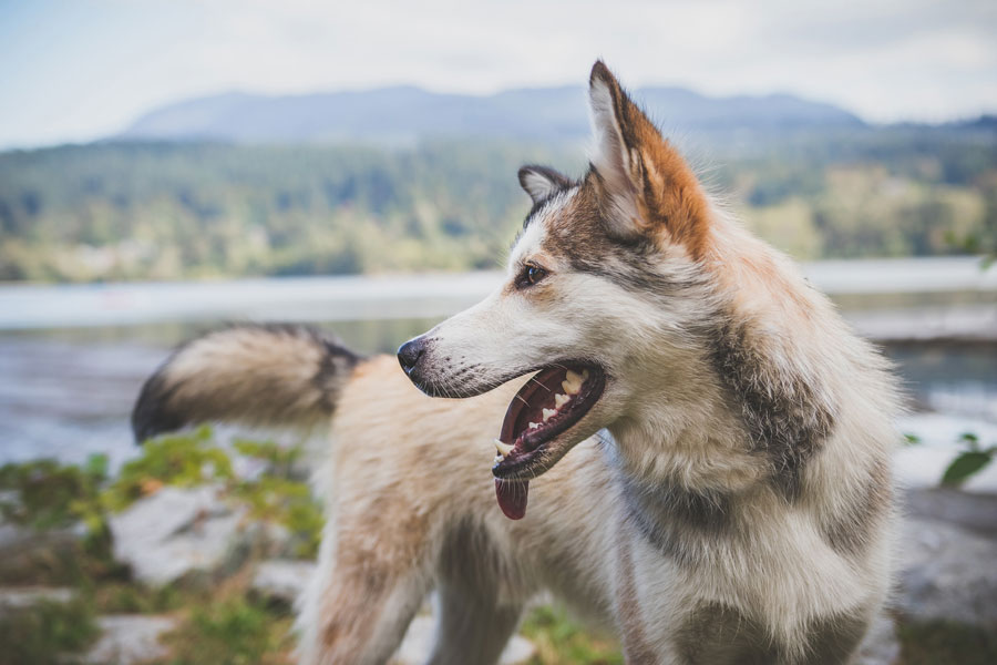 dog bite feature